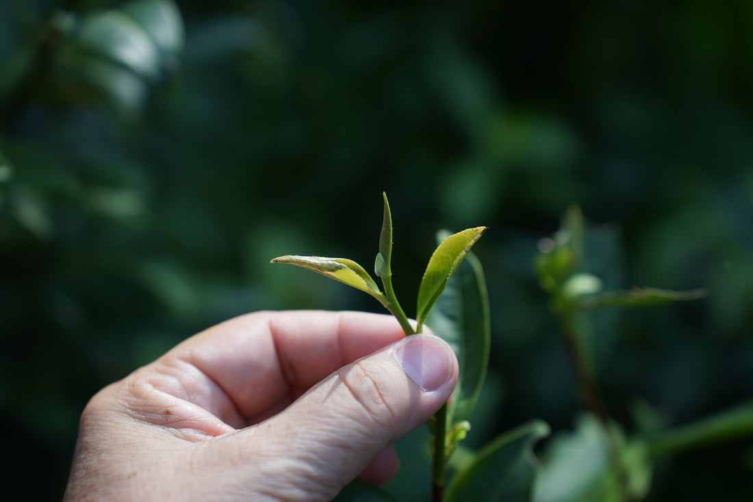 Discover Ucia Natural Farming - The Unique Charm of Wild Tea