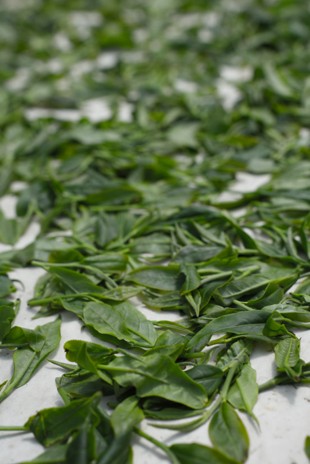 Ucia Gaba Tea Spring 2024 (Gift Boxed)